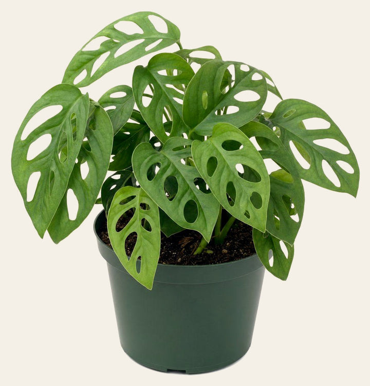 Monstera Adansonii (Swiss Cheese Plant) - Live Indoor Plant - live indoor plant - Whats New Furniture Portland OR