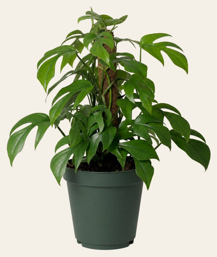 Mini Monstera - Live Indoor Plant - live indoor plant - Whats New Furniture Portland OR