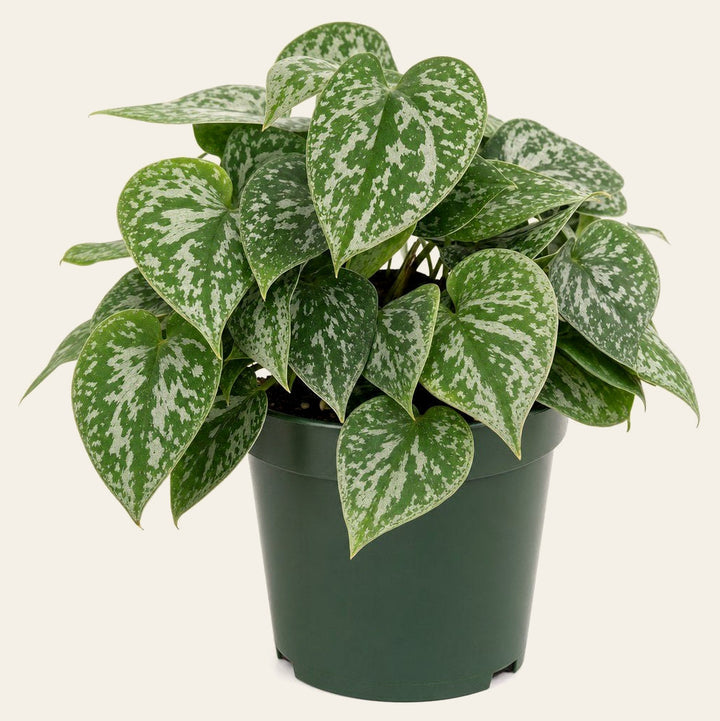 Philodendron Brandtianum - Live Indoor Plant - live indoor plant - Whats New Furniture Portland OR