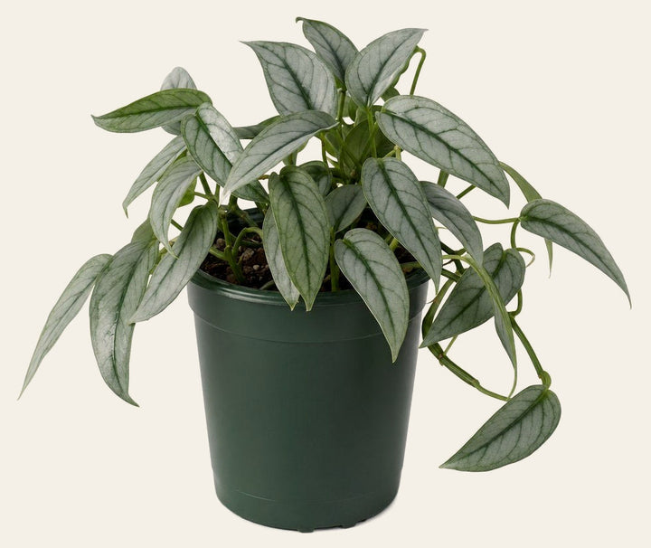 Monstera Siltepecana - Live Indoor Plant - live indoor plant - Whats New Furniture Portland OR