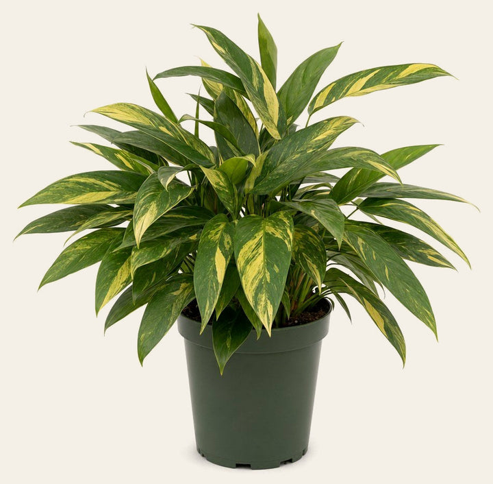 Ctenanthe 'Golden Mosaic' - Live Indoor Plant - live indoor plant - Whats New Furniture Portland OR