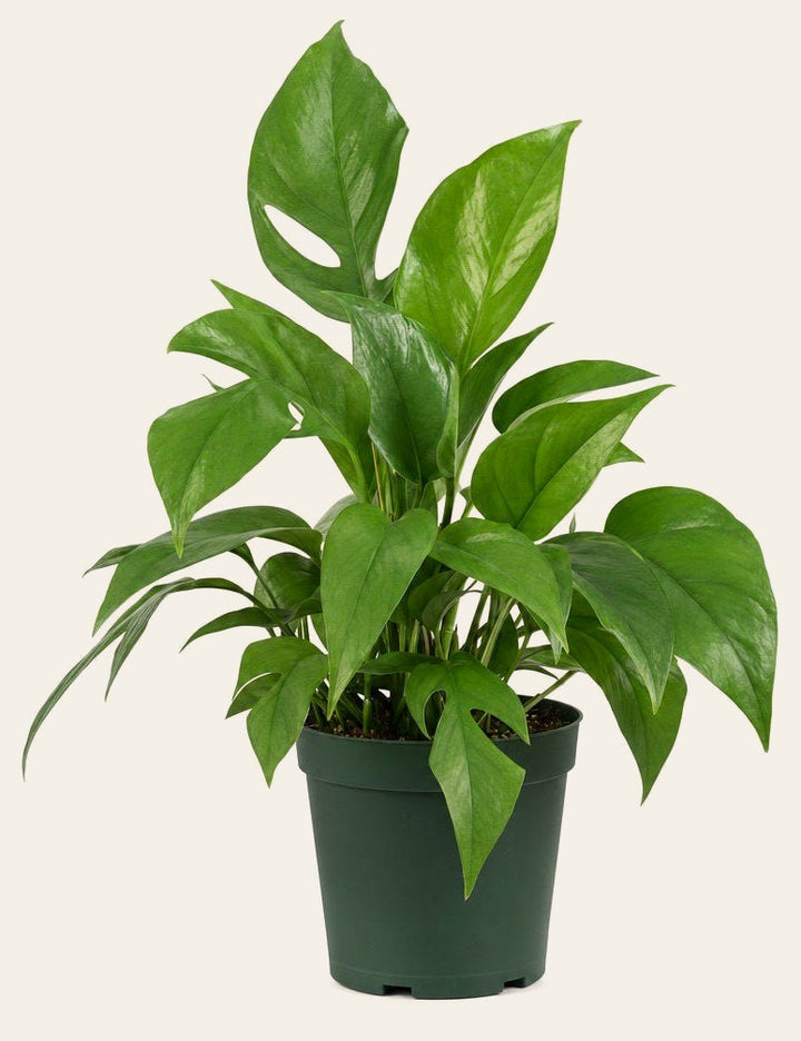 Dragon Tail Plant - Live Indoor Plant - live indoor plant - Whats New Furniture Portland OR