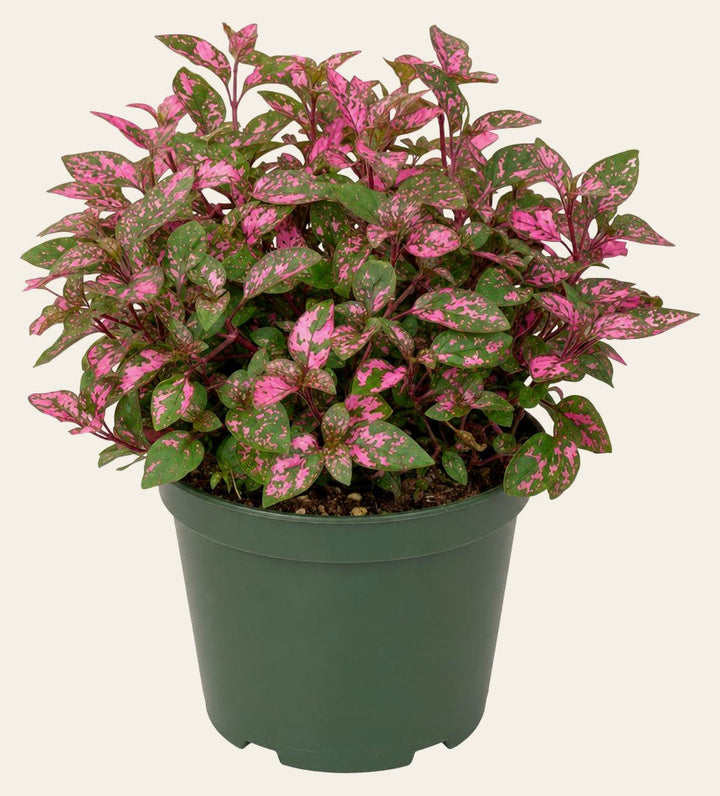 Alternanthera 'Party Time' - Live Indoor Plant - live indoor plant - Whats New Furniture Portland OR