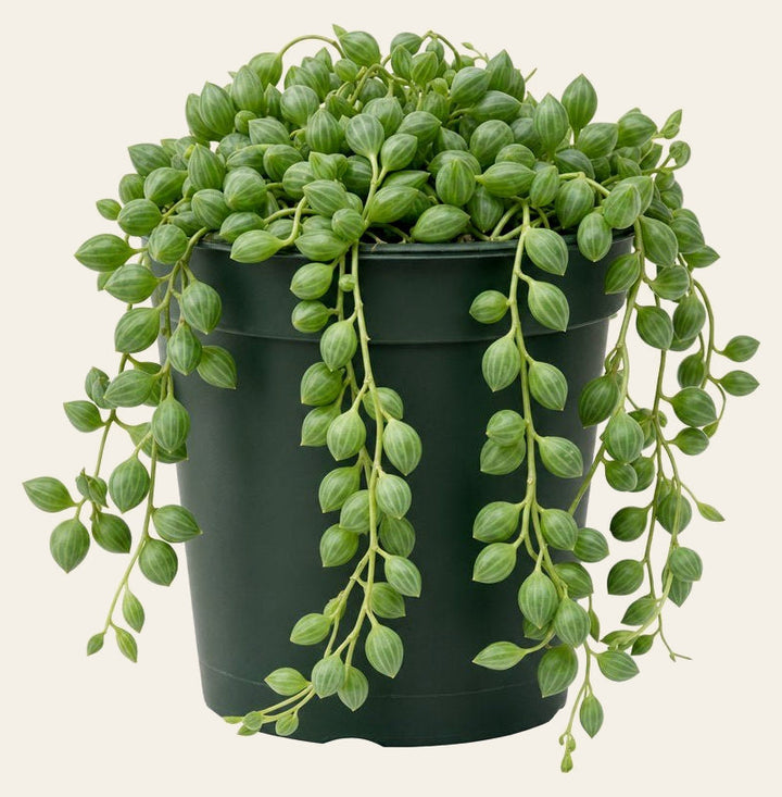 String of Raindrops - Live Indoor Plant - live indoor plant - Whats New Furniture Portland OR