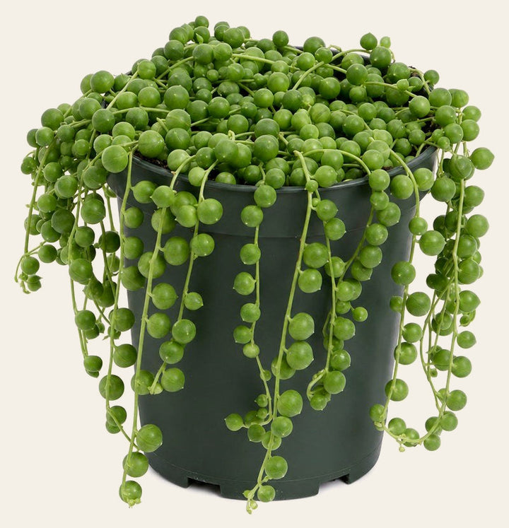 String of Pearls - Live Indoor Plant - live indoor plant - Whats New Furniture Portland OR