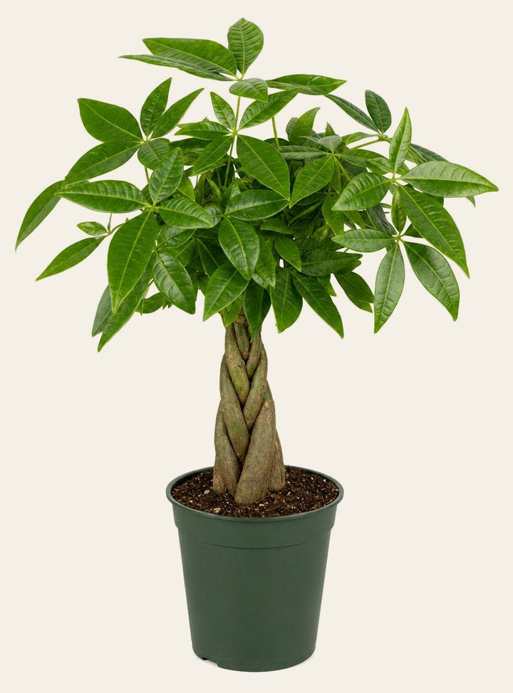 Money Tree - Live Indoor Plant - live indoor plant - Whats New Furniture Portland OR