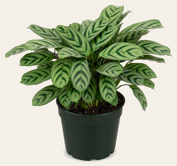 Ctenanthe Burle-Marxii (Fishbone Prayer Plant) - Live Indoor Plant - live indoor plant - Whats New Furniture Portland OR