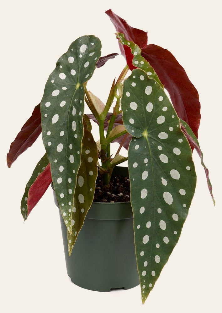 Polka Dot Begonia - Live Indoor Plant - live indoor plant - Whats New Furniture Portland OR