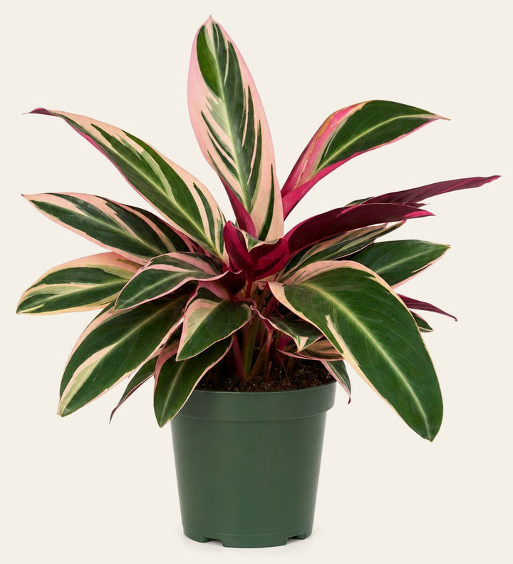 Stromanthe 'Triostar' - Live Indoor Plant - live indoor plant - Whats New Furniture Portland OR