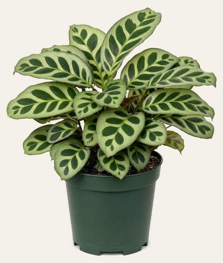 Peacock Calathea - Live Indoor Plant - live indoor plant - Whats New Furniture Portland OR