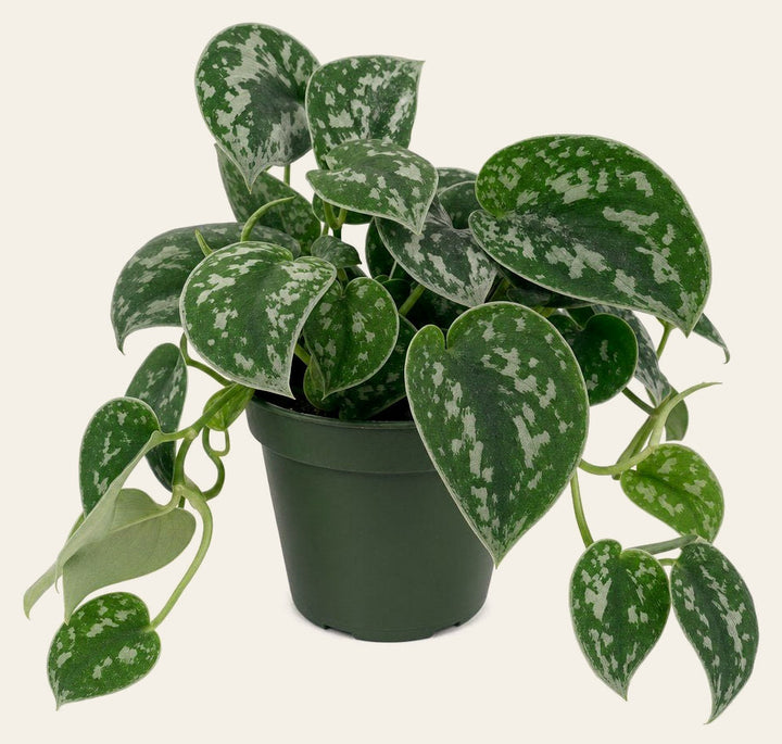 Scindapsus 'Exotica' - Live Indoor Plant - live indoor plant - Whats New Furniture Portland OR