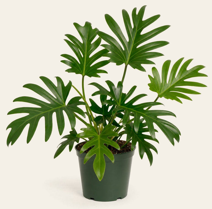 Philodendron Radiatum - Live Indoor Plant - live indoor plant - Whats New Furniture Portland OR