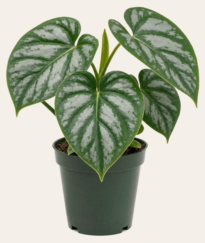 Philodendron Mamei - Live Indoor Plant - live indoor plant - Whats New Furniture Portland OR
