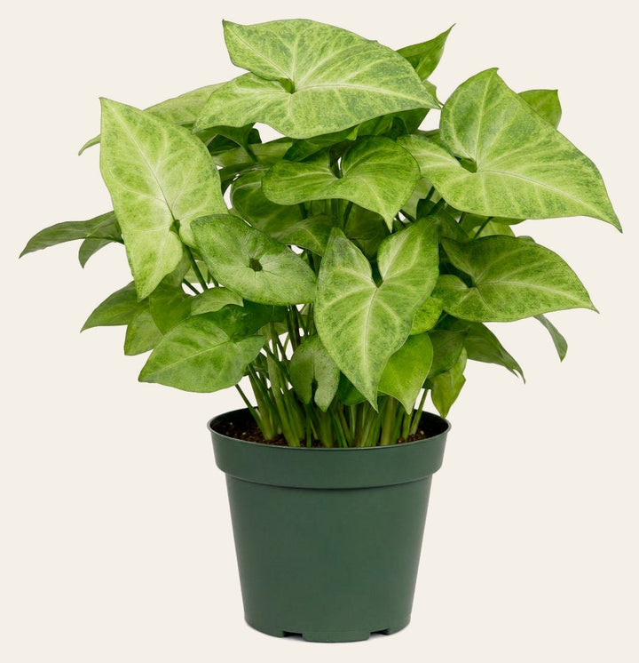 Syngonium (Arrowhead Plant) - Live Indoor Plant - live indoor plant - Whats New Furniture Portland OR