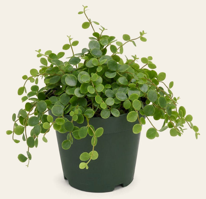 Peperomia 'Hope' - Live Indoor Plant - live indoor plant - Whats New Furniture Portland OR