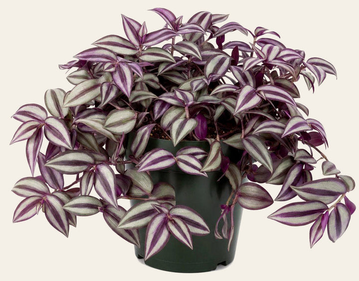Tradescantia - Live Indoor Plant - live indoor plant - Whats New Furniture Portland OR