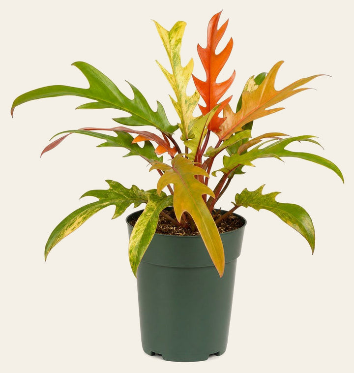 Philodendron 'Ring of Fire' - Live Indoor Plant - live indoor plant - Whats New Furniture Portland OR