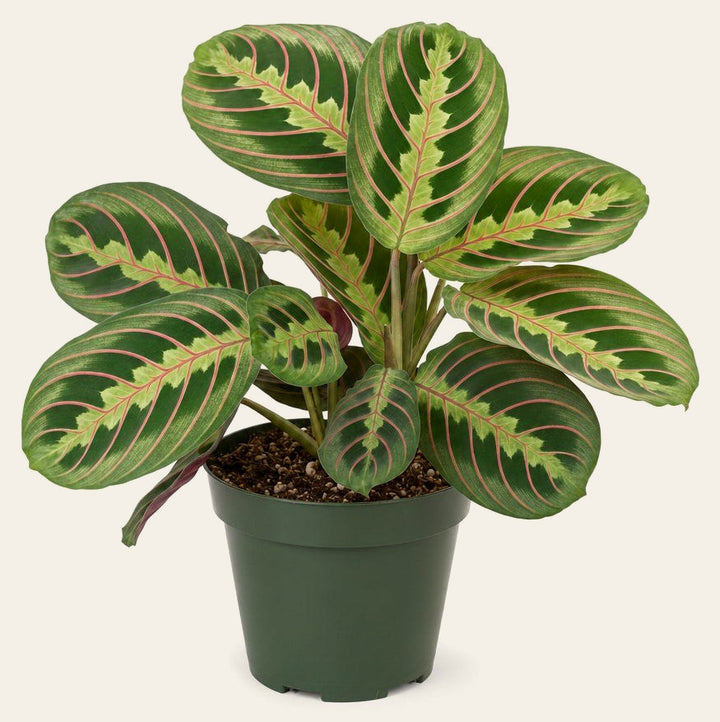 Prayer Plant - Live Indoor Plant - live indoor plant - Whats New Furniture Portland OR