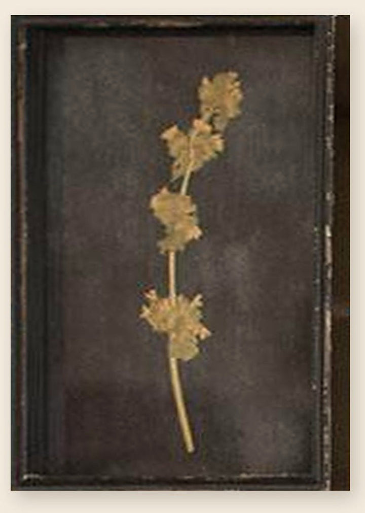 Botanical print of a scalloped leaf stem pressed under glass in a distressed black frame