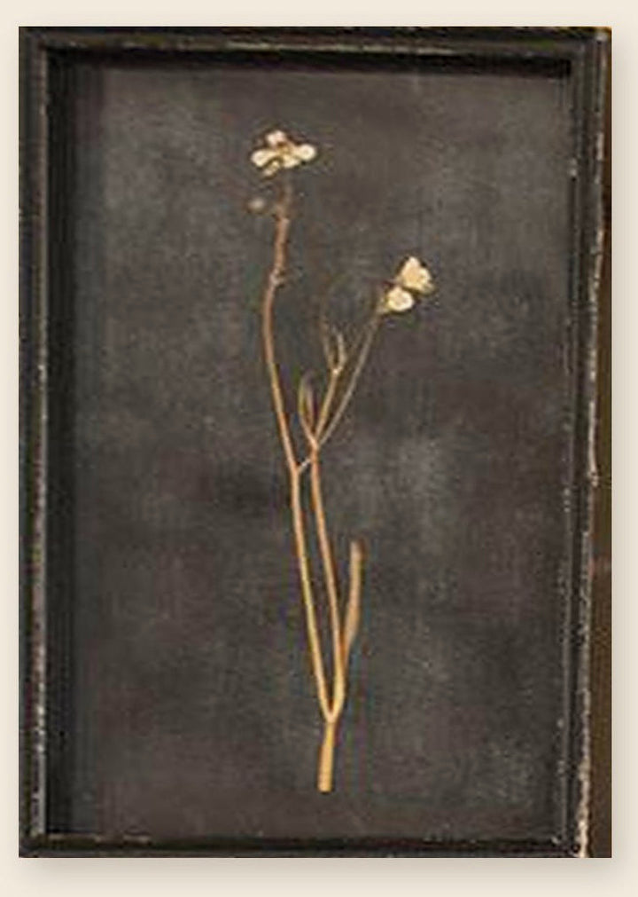 Botanical print of a white blossom stem pressed under glass in a distressed black frame