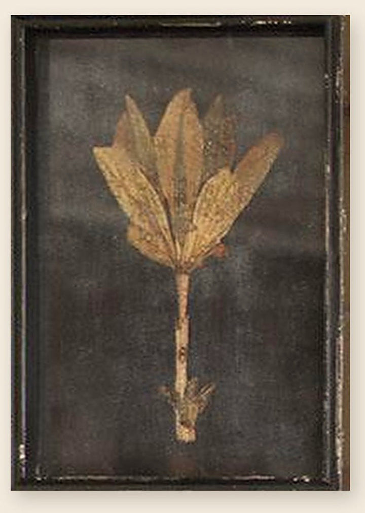 Botanical print of broad fanned leaves pressed under glass in a distressed black frame