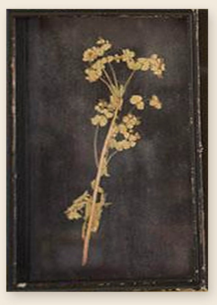 Botanical print of a spray of tiny cream blossoms pressed under glass in a distressed black frame