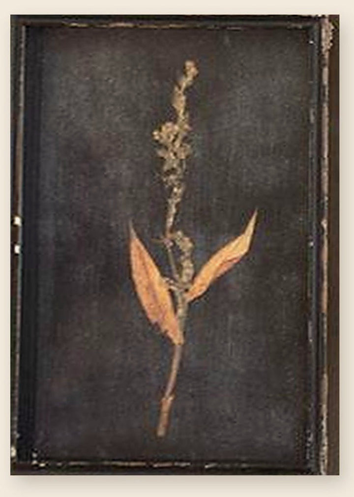 Botanical print of a seeded spike with rust-toned leaves pressed under glass in a distressed black frame