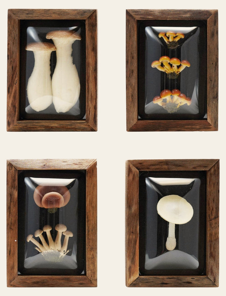 Framed Mushroom Shadow Box Wall Décor, 4 Styles front view - wall decor by Creative Co-Op - Whats New Furniture Portland OR