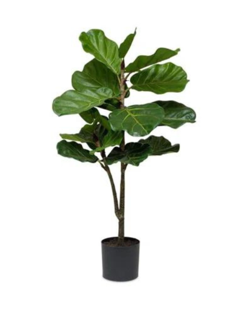 Fiddle Fig Tree